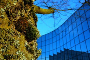 Organic Search Engine Marketing